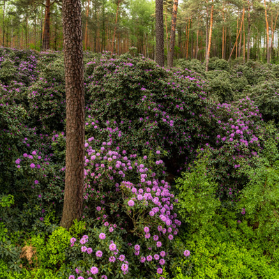 Park krajobrazowy Lasy nad Górną Liswartą